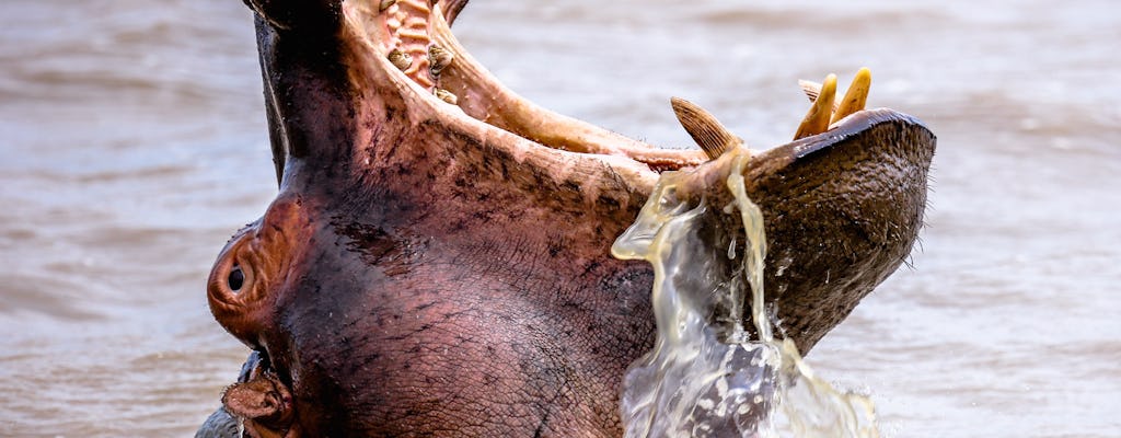 St Lucia hippo and crocodile boat cruise