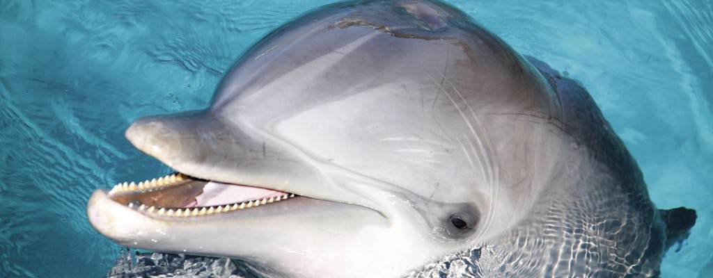 Puerto Vallarta Bronze Dolphin Adventure Experience