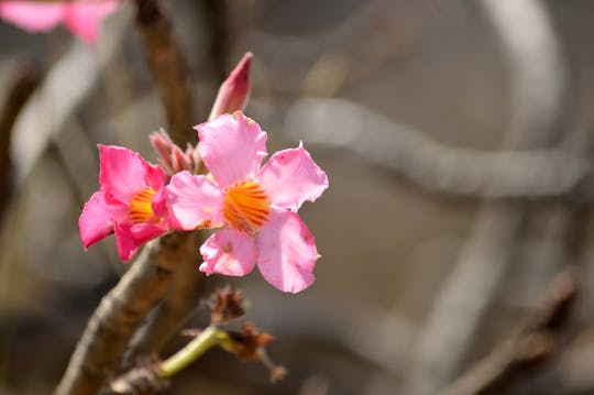 Safari privé dans le Jebel au départ de Salalah