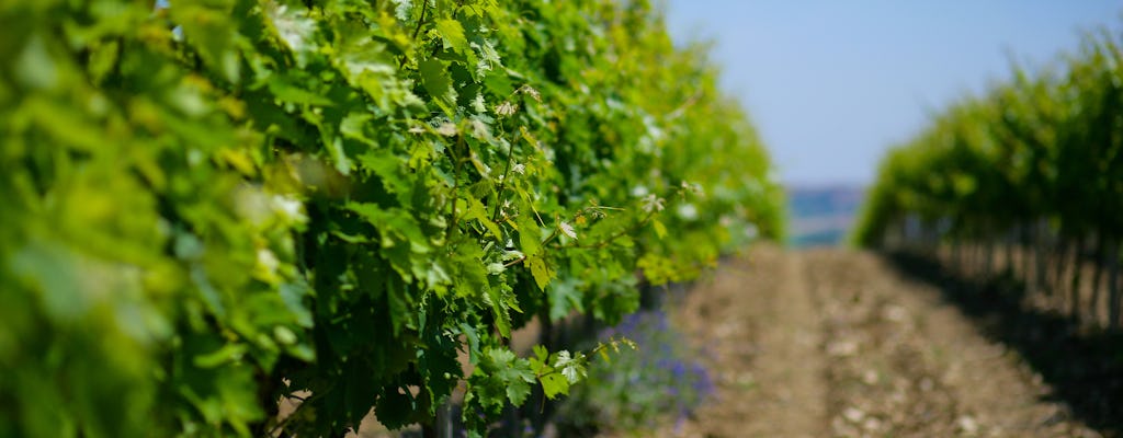 Visite de cave avec le vigneron et dégustation