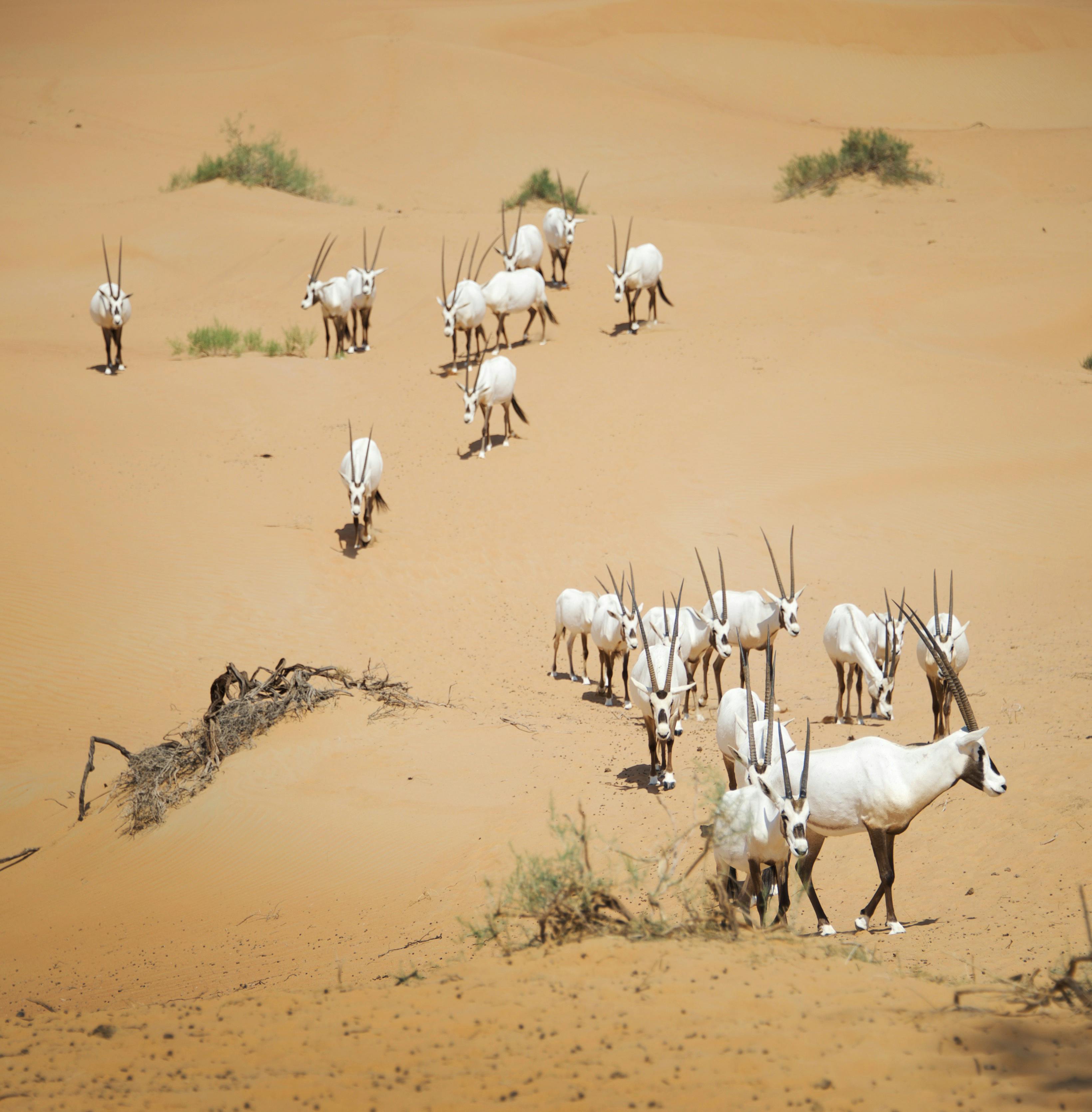 Arabian Oryx (1).jpg