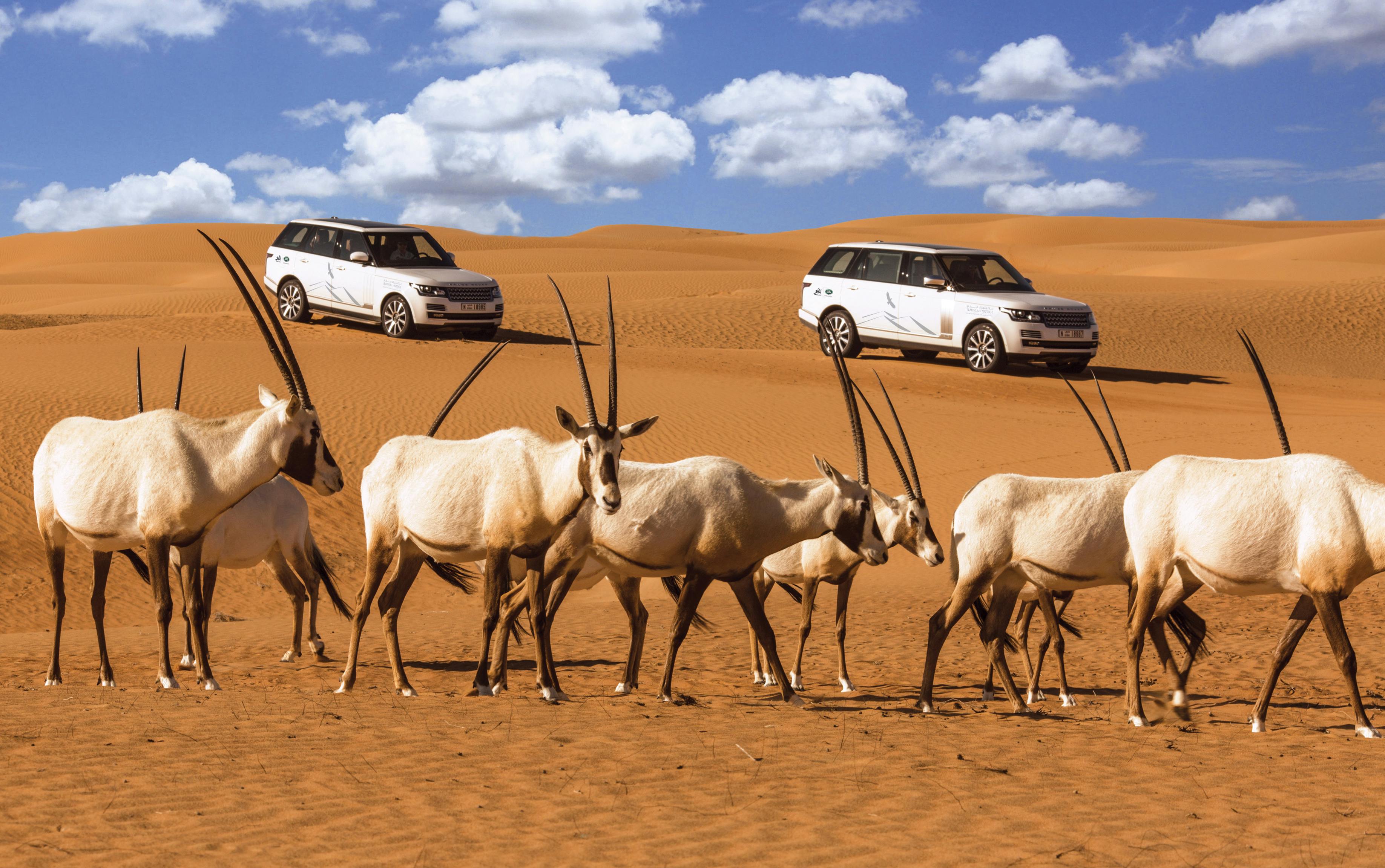Dubai Wildlife Luxury Desert Safari.jpg
