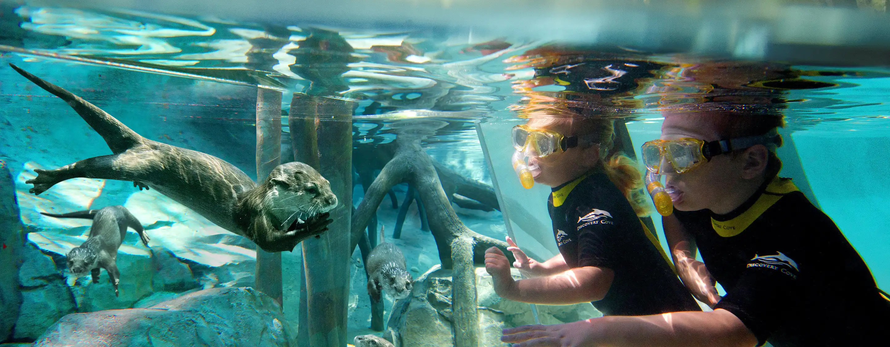 Discovery Cove