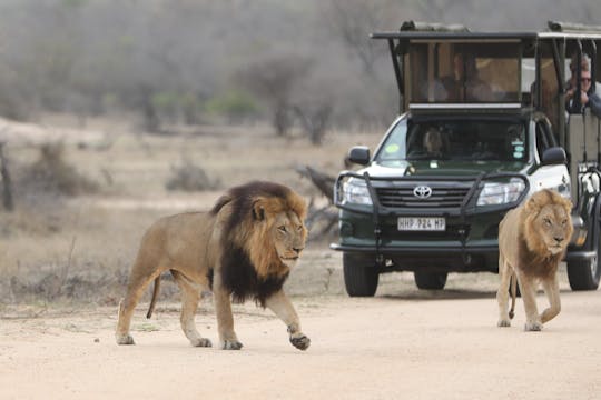 Park Narodowy Krugera i 4-dniowe prywatne safari z panoramą