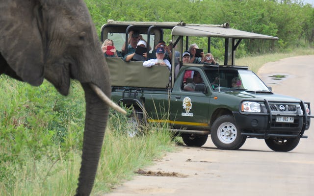 Safari matinal au parc national Kruger