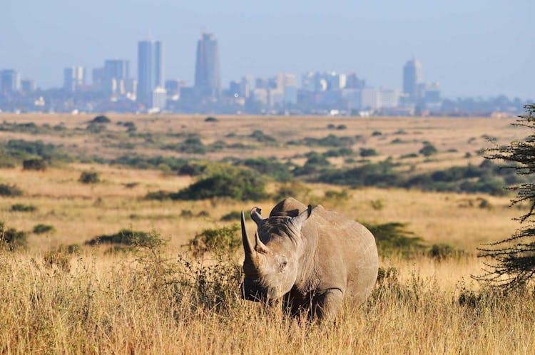 Nairobi National Park half-day tour