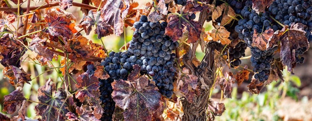 Tour de vinhos na Sardenha