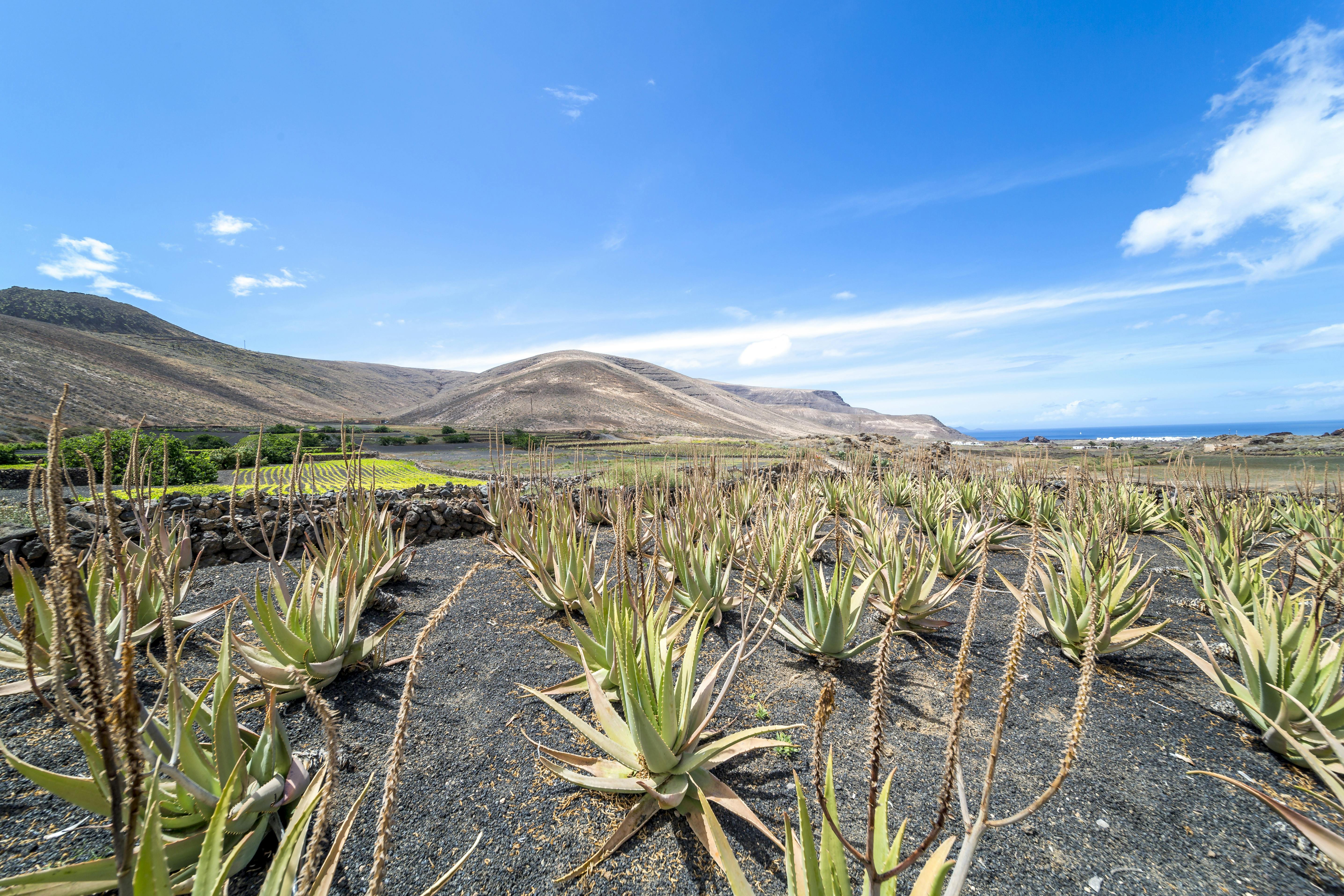 Lanzarote Volcano Tour