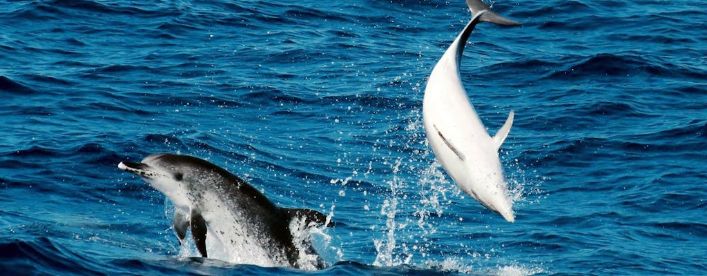 Delfiny i Wieloryby z Corralejo
