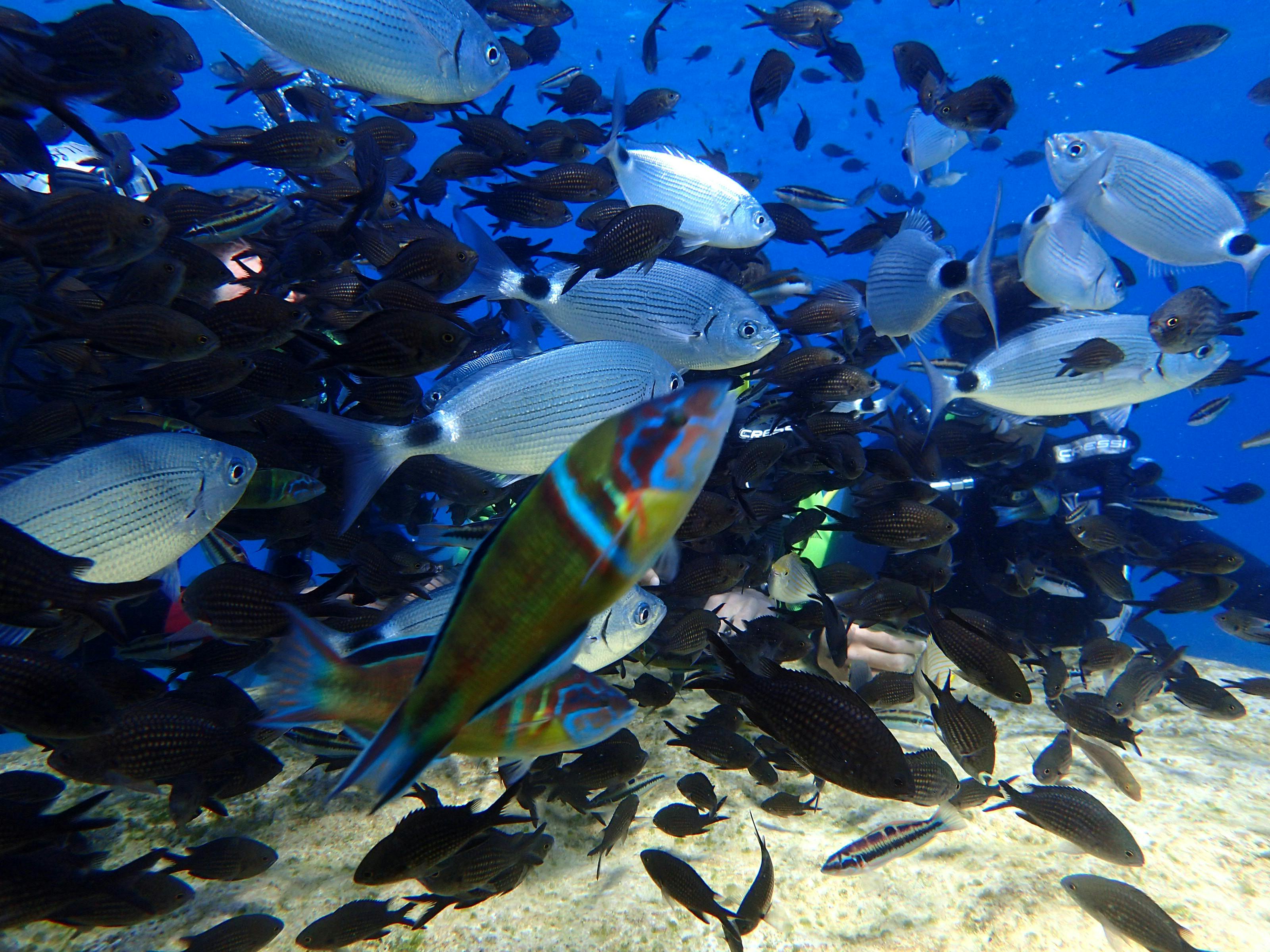 Cyprus Scuba Diving