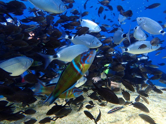 Discover Scuba Diving Small Group Tour from Ayia  Napa