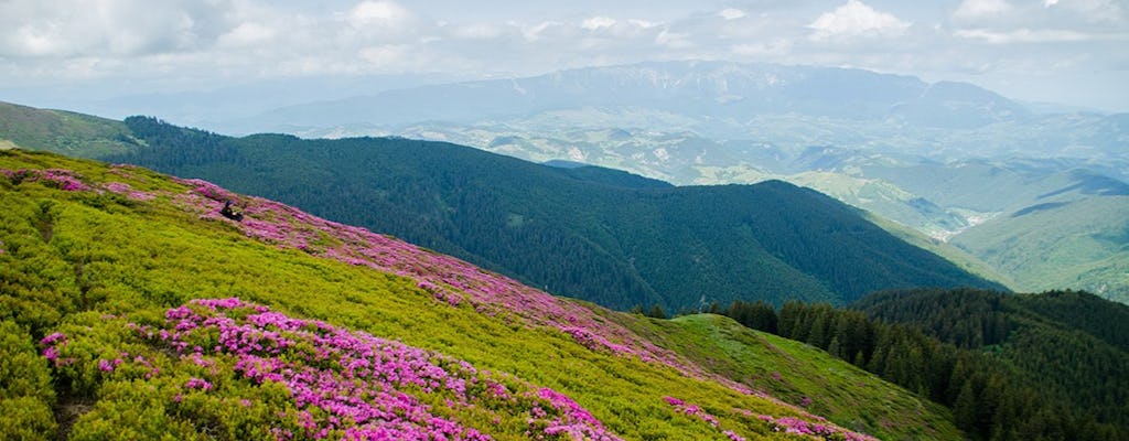 Rhododendron gazing in the Carpathians day hike from Brasov
