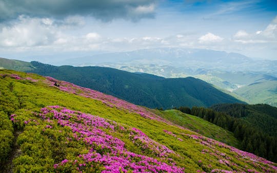 Rhododendron gazing in the Carpathians day hike from Brasov