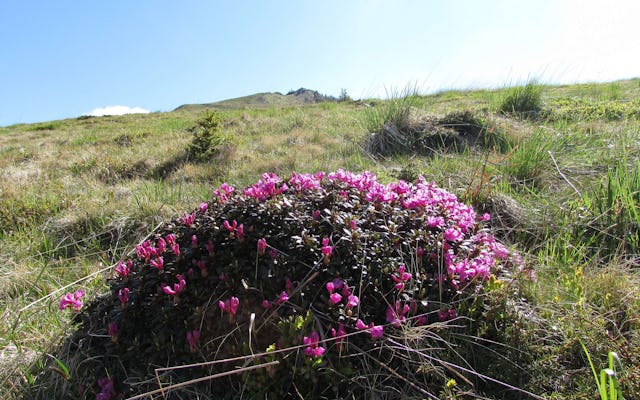 Observation des rhododendrons dans les montagnes de Ciucas