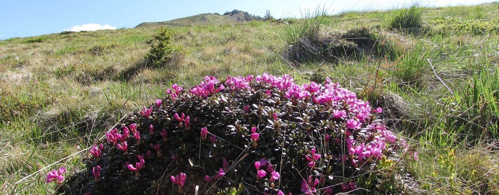 Rhododendron watching in Ciucas Mountains