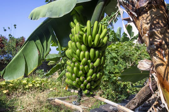 Finca Las Margaritas – plantacja bananów
