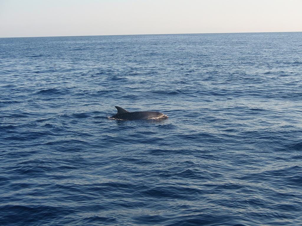 Dolphin Watching Cruise