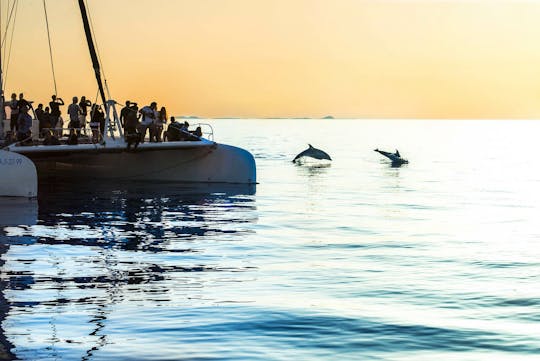 Delfinsafari med transport af Mayurca Yachting
