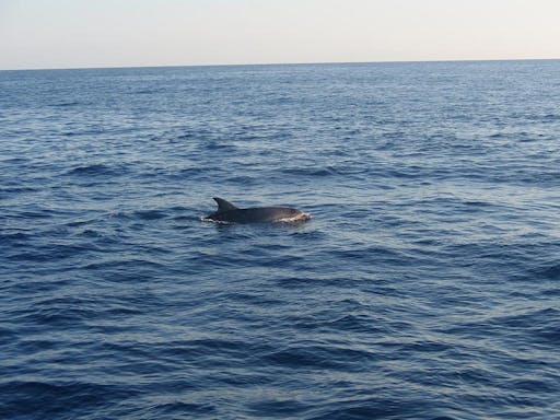 Dolphin Watching Cruise