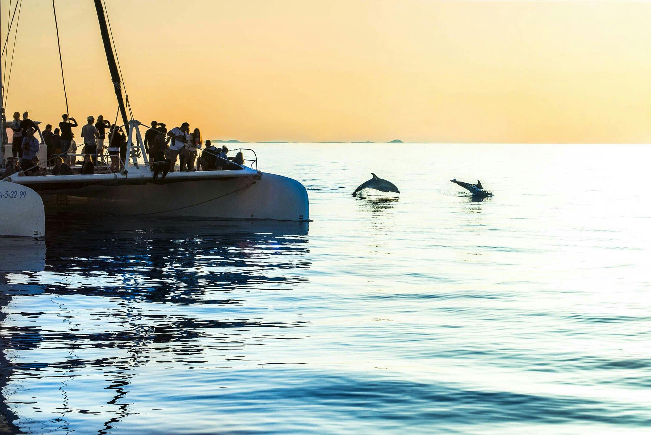Dolphin Watching Cruise with Transfer by Mayurca Yachting
