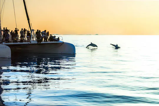 Crociera di avvistamento dei delfini con trasferimento a cura di Mayurca Yachting