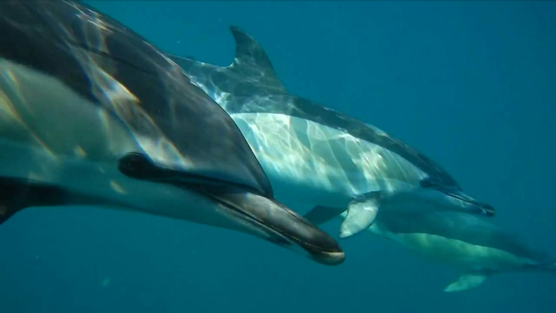 Dolfijnen kijken boottocht vanuit Lissabon
