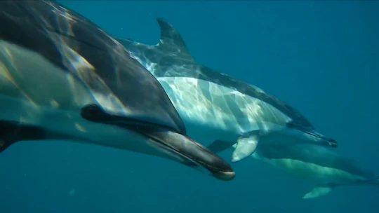 Dolphin watching boat tour from Lisbon