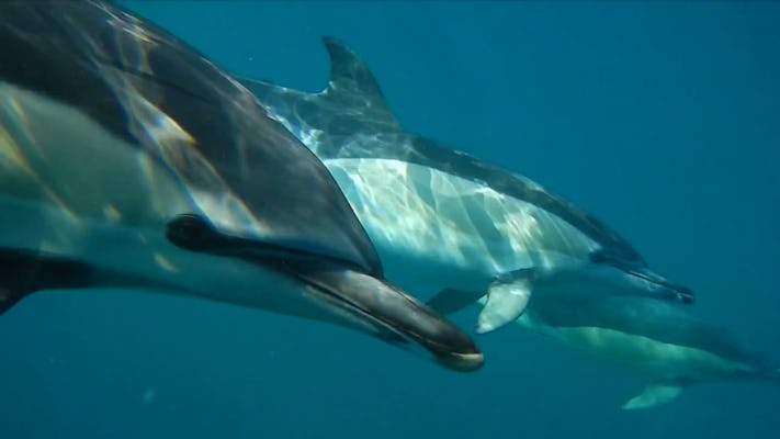 Dolfijnen kijken boottocht vanuit Lissabon