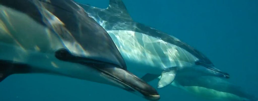 Dolphin watching boat tour from Lisbon