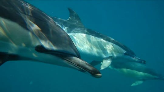 Dolphin watching boat tour from Lisbon