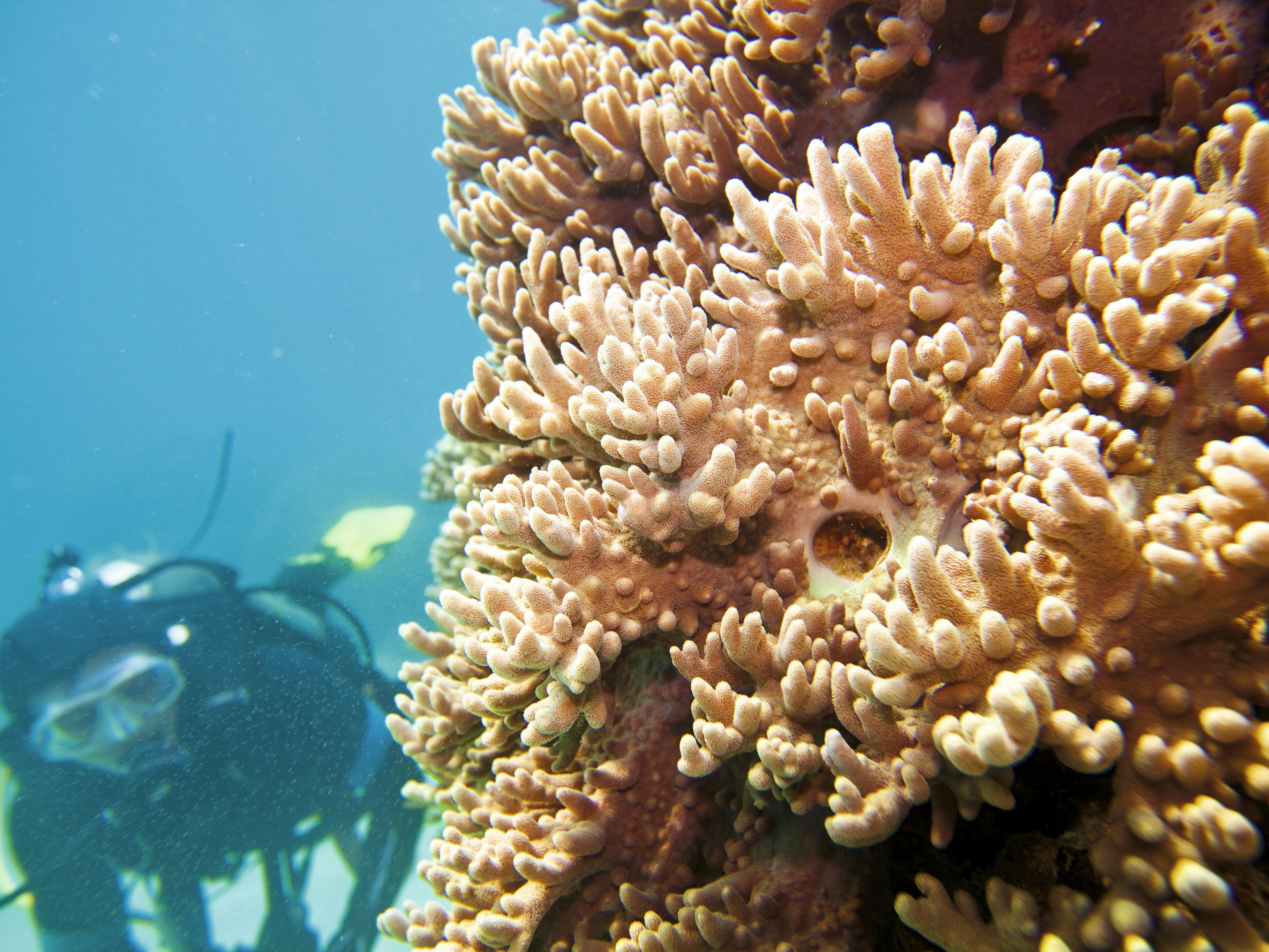 Scuba Diving Romantic Pack