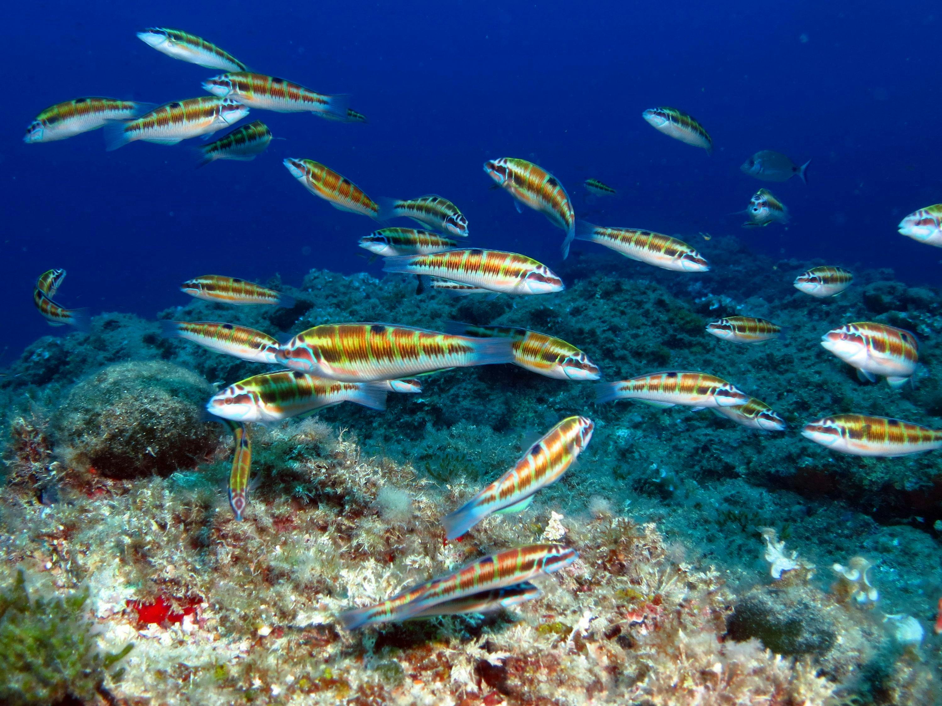 Scuba Diving Romantic Pack