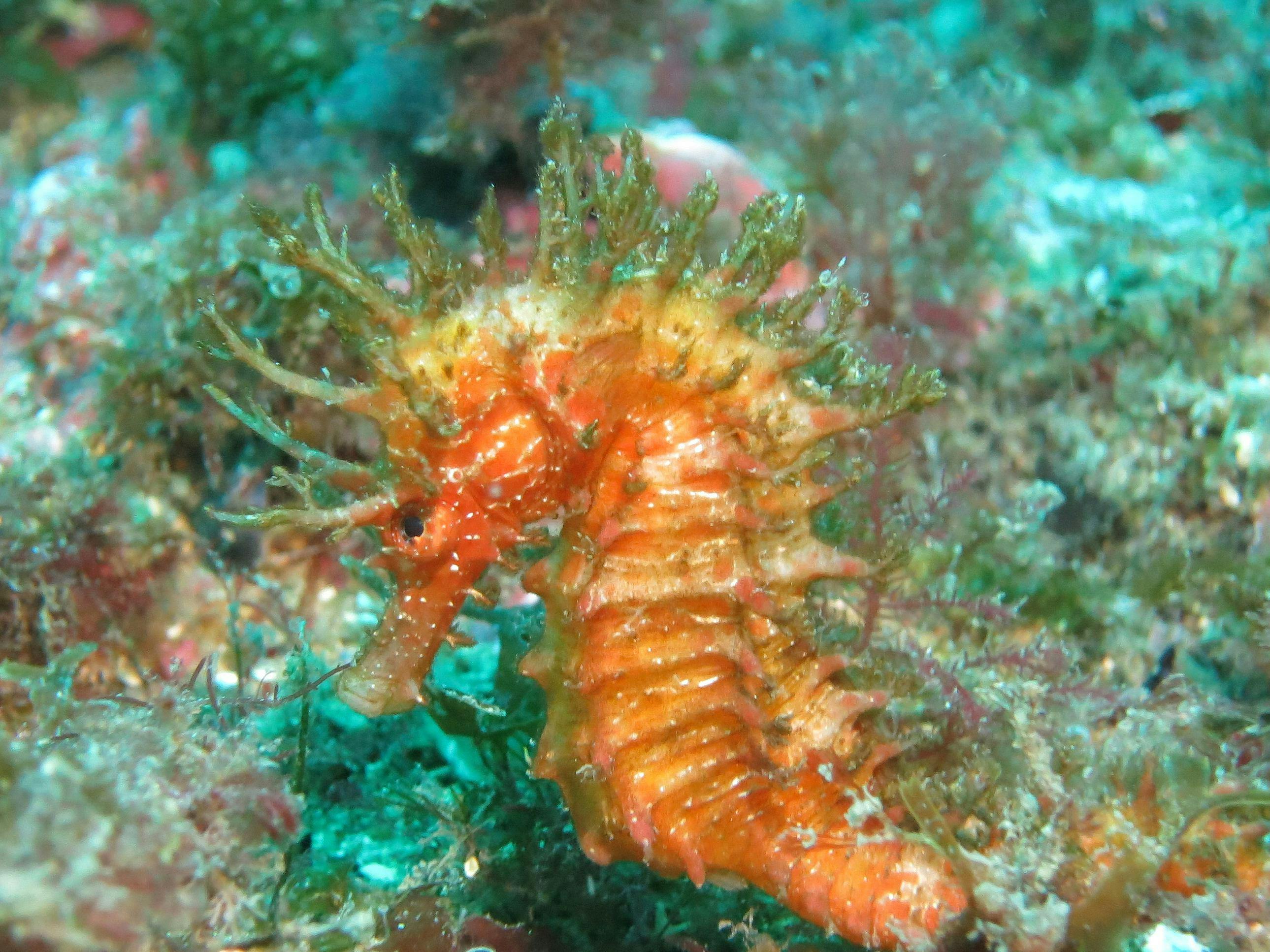 Scuba Diving Romantic Pack