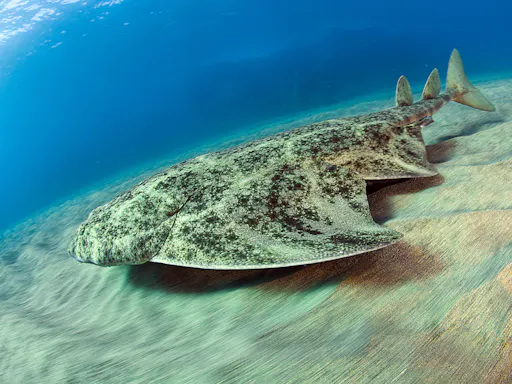 Native Dive Experiences