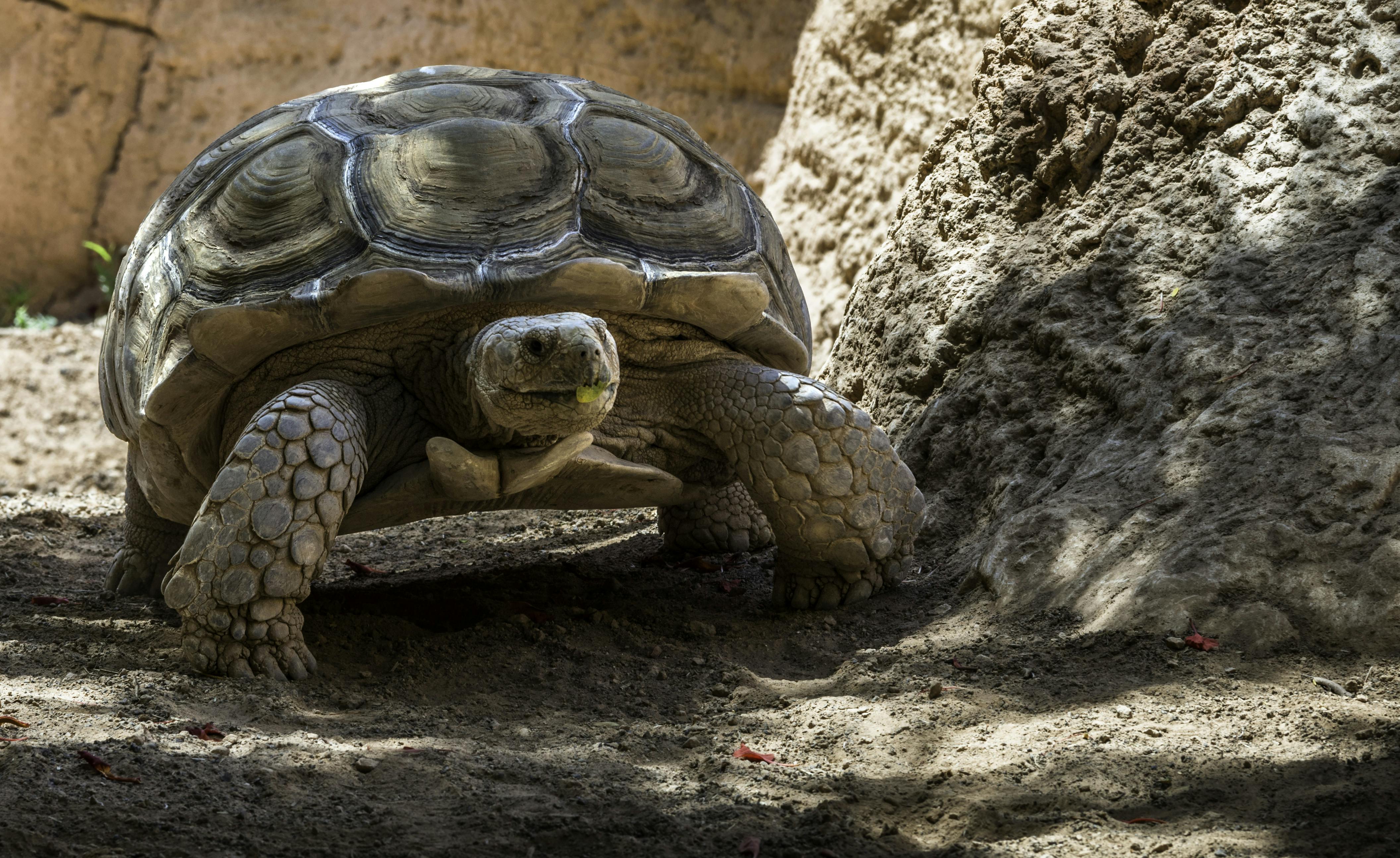 Rancho Texas Lanzarote Park with transfers