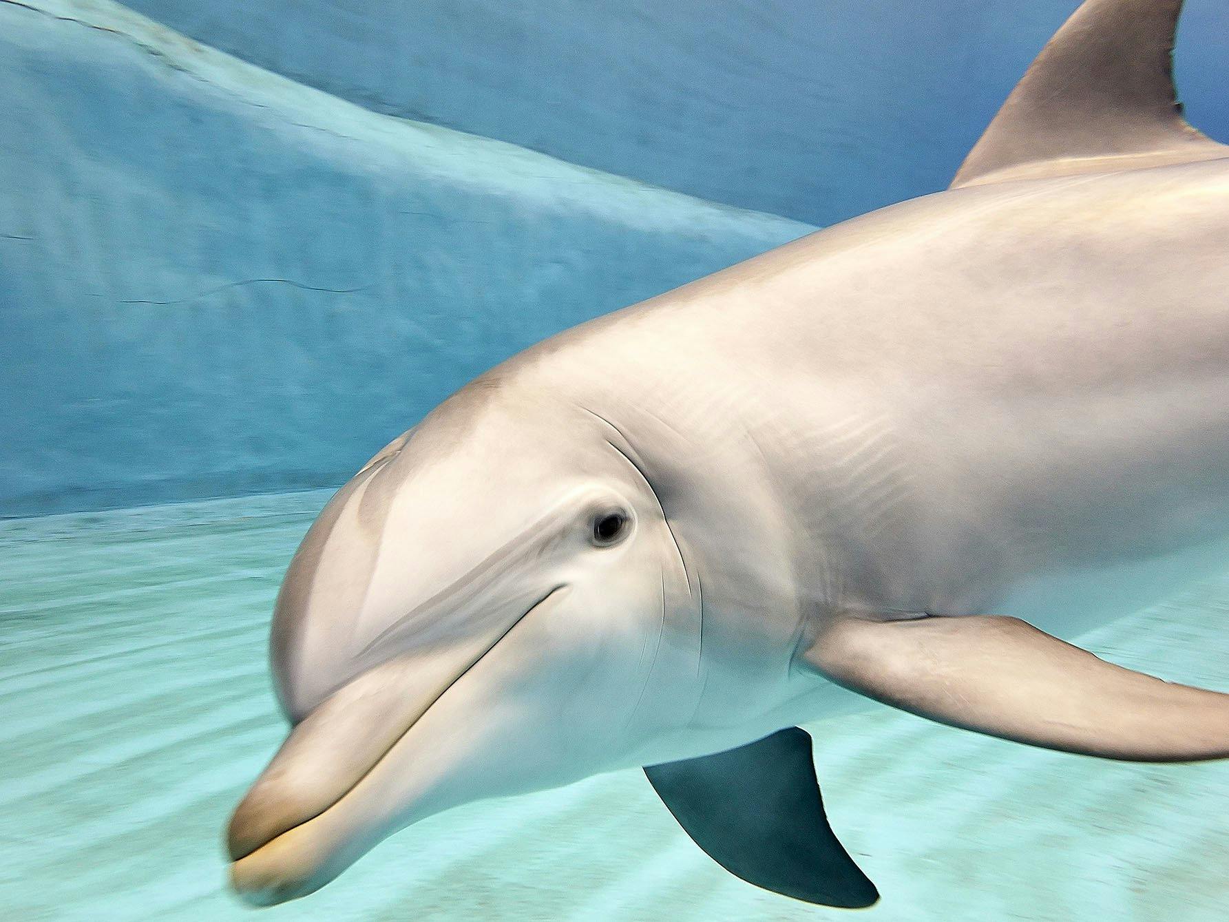 Valencia Oceanografic