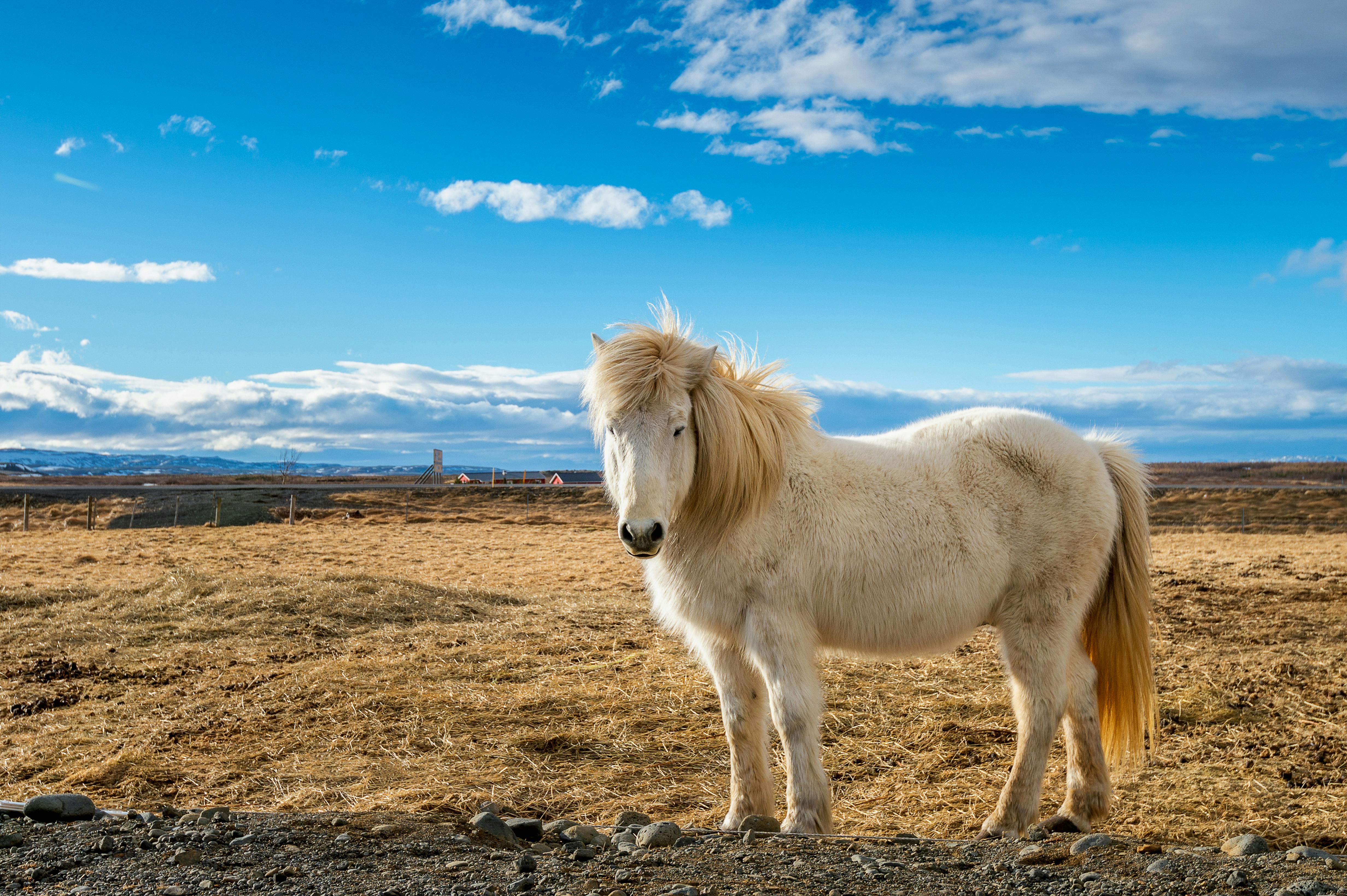 Viking Islandpferd und Golden Circle Tour