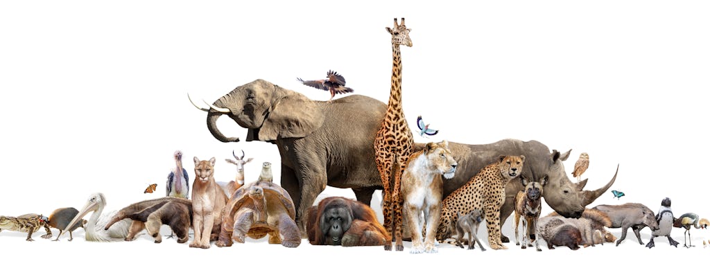 Dar Es Salaam Zoo Day Tour Musement