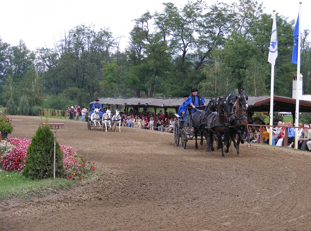 Tour di mezza giornata da Budapest con spettacolo equestre e zuppa di gulasch