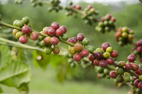 Burka Coffee Estates tour van een halve dag vanuit Kilimanjaro