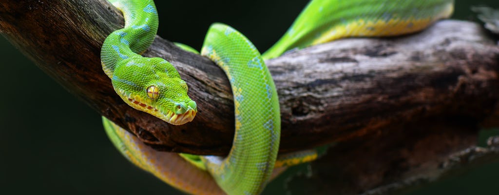 Visite du parc des serpents de Meserani au départ d'Arusha