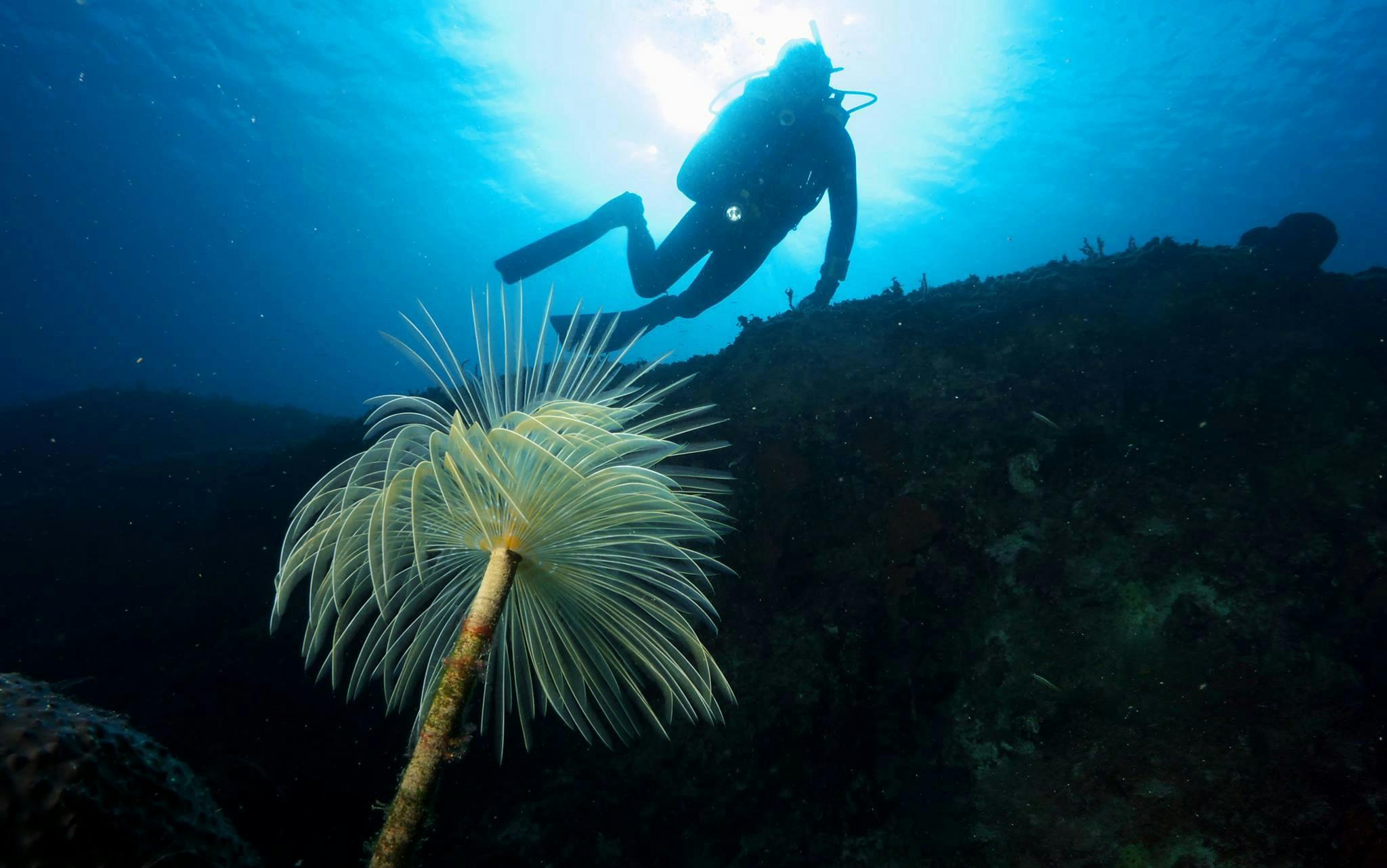 Scuba diving