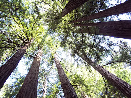 Muir Woods half day tour with Sausalito ferry