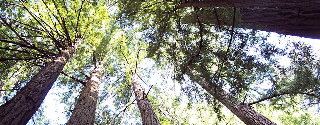 Muir Woods halve dag tour met Sausalito-veerboot