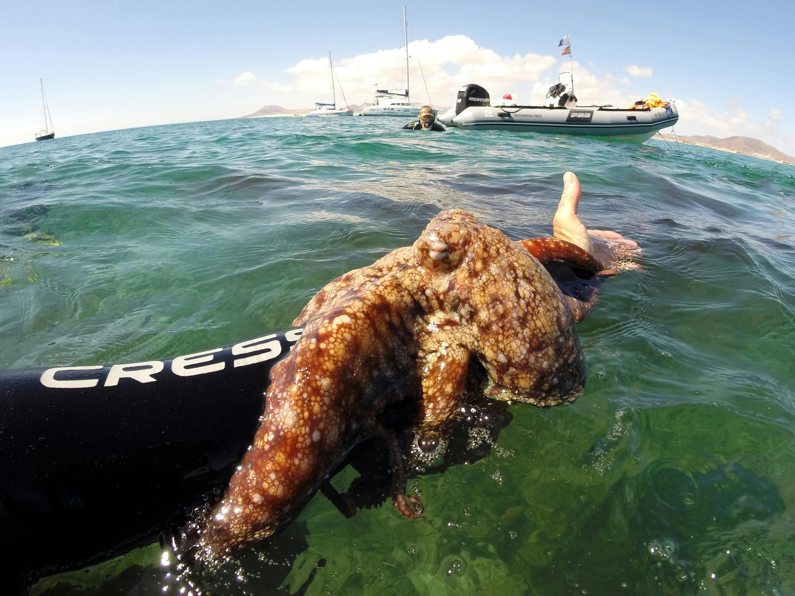 Snorkelling