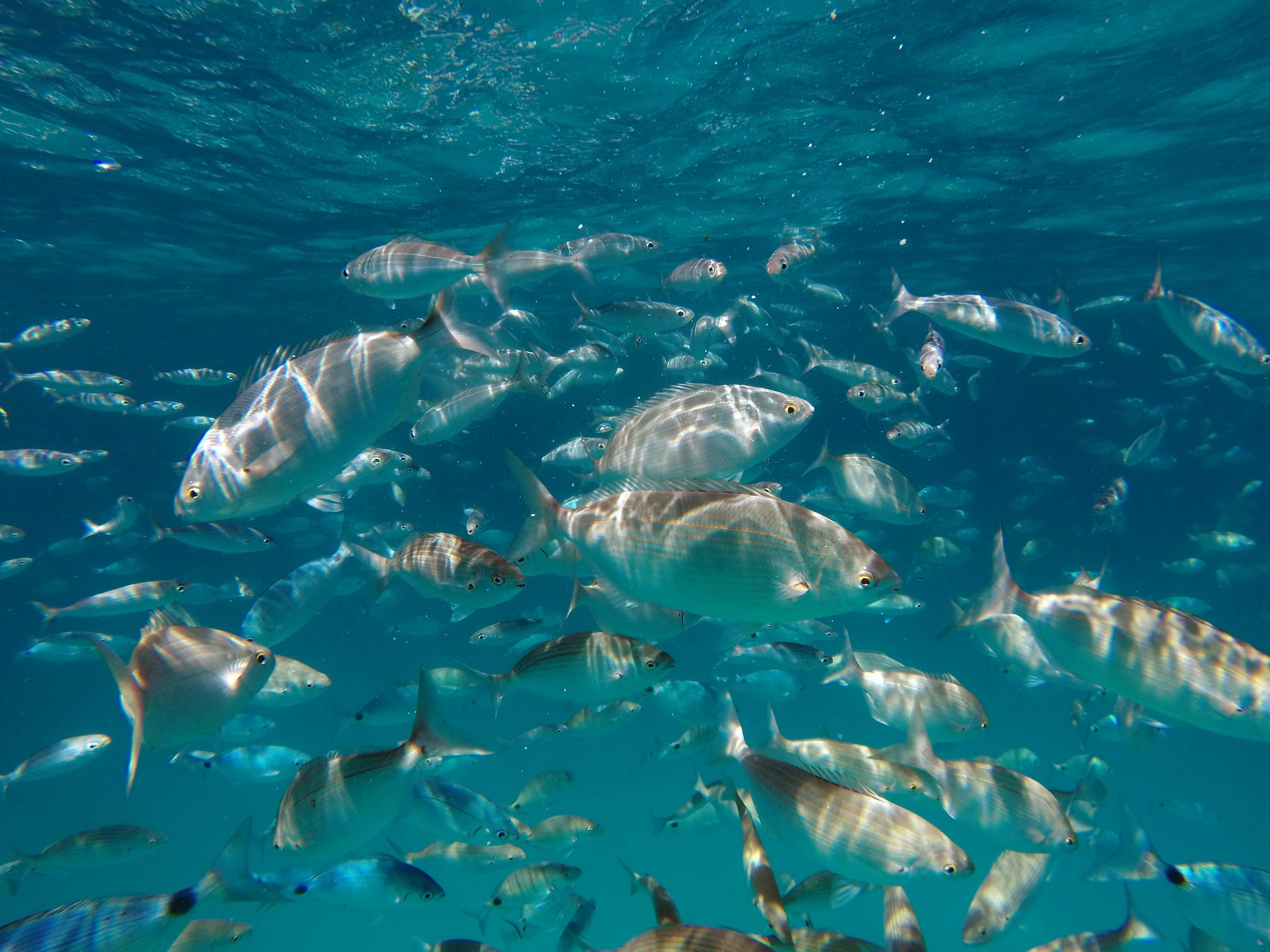 Snorkelling