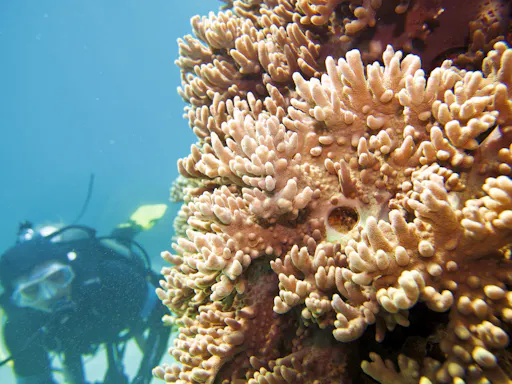 Scuba Diving Friends Pack