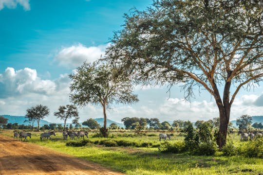3-Tages-Safari im Mikumi-Nationalpark
