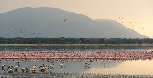 Safari de 2 dias no Parque Nacional do Lago Manyara saindo do Kilimanjaro