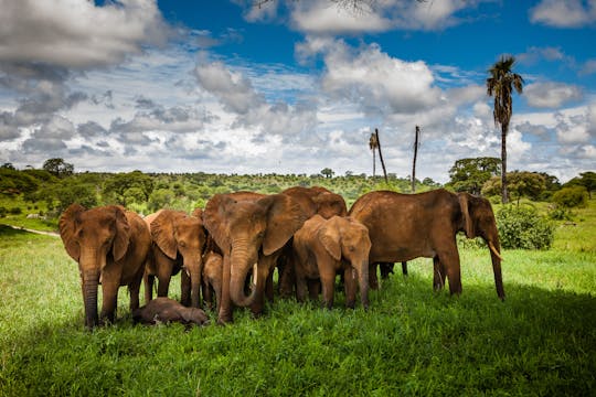 Национальный парк Тарангире 2-дневное сафари от Килиманджаро